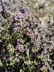 Ceanothus rigidus