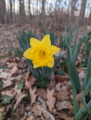 Narcissus pseudonarcissus pseudonarcissus