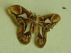 Rothschildia hopfferi