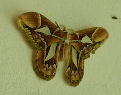 Rothschildia hopfferi