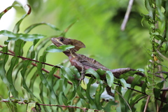 Basiliscus