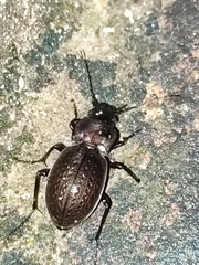 Carabus lusitanicus
