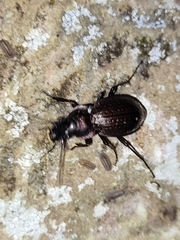 Carabus lusitanicus
