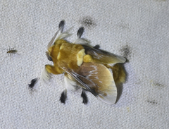 Megalopyge megalopygae