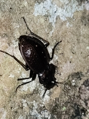 Carabus lusitanicus