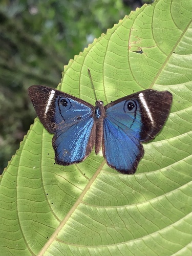 Photo of Mevania Eyed-Metalmark (Mesosemia mevania)