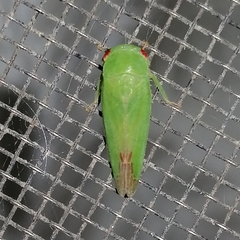 Scaroidana
