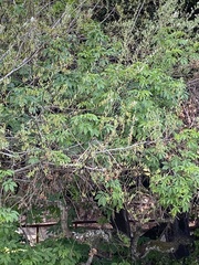 Aesculus californica