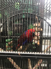 Eclectus