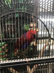 Eclectus