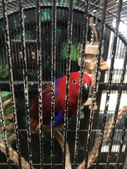 Eclectus