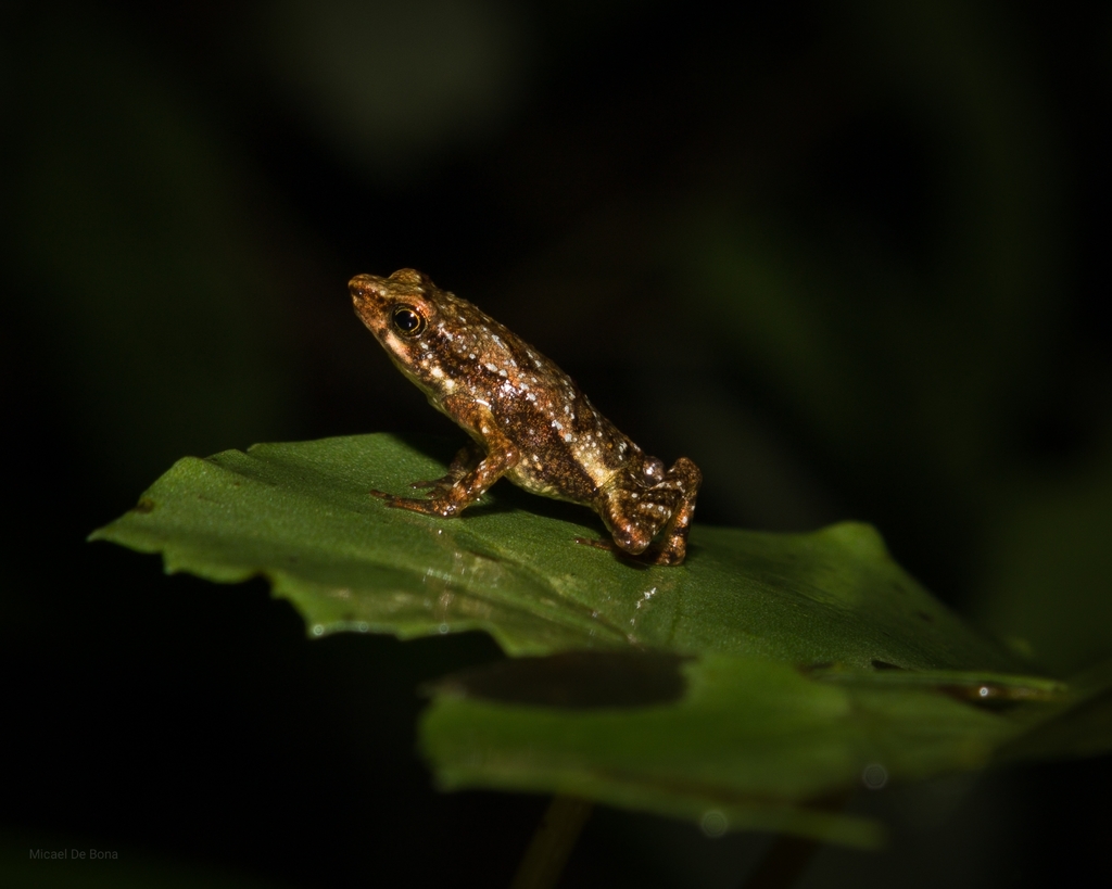 Dendrophryniscus berthalutzae