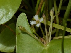Nymphoides parvifolia