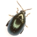 Northern Plantain Flea Beetle - Photo (c) Mike Quinn, Austin, TX, some rights reserved (CC BY-NC), uploaded by Mike Quinn, Austin, TX