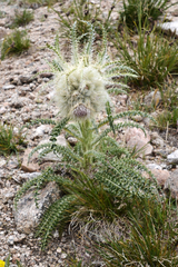 Cirsium scopulorum