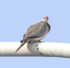 Streptopelia senegalensis