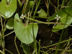Nymphoides parvifolia
