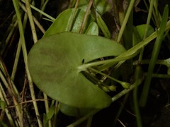 Nymphoides parvifolia