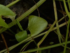Nymphoides parvifolia