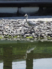 Ardea cinerea