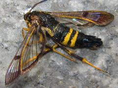 Synanthedon bicingulata