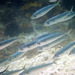 Blue Mackerel - Photo (c) Harry Rosenthal, some rights reserved (CC BY-NC), uploaded by Harry Rosenthal