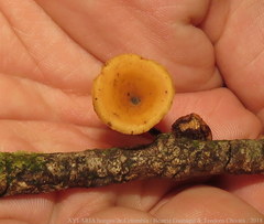 Polyporus guianensis