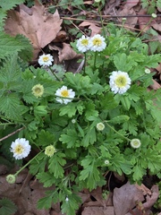 Tanacetum parthenium
