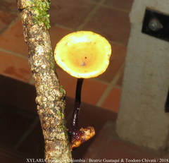Polyporus guianensis