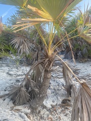Coccothrinax argentata