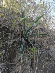 Furcraea guerrerensis