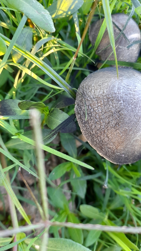 Panaeolus antillarum · March 2022 · photo: © pablohcapovilla (iNaturalist, cc-by)