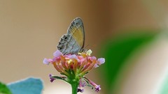 Pharneuptychia phares