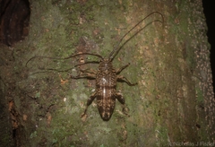 Disterna bifasciata