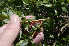 Salix brachycarpa