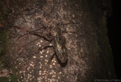 Prosoplus bakewellii