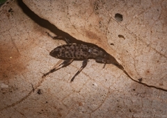 Stenellipsis pantherina
