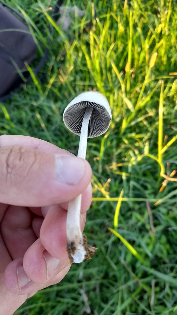 Panaeolus antillarum · March 2022 · photo: © pablohcapovilla (iNaturalist, cc-by)