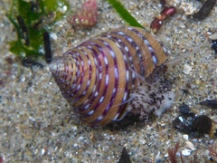 Calliostoma tricolor