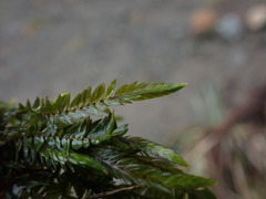 Fontinalis neomexicana