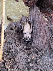 Carabus granulatus