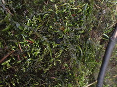 Fontinalis neomexicana