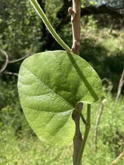 Aristolochia californica