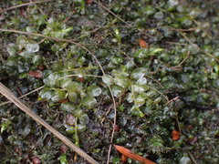 Plagiomnium rostratum