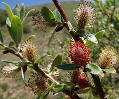 Salix brachycarpa