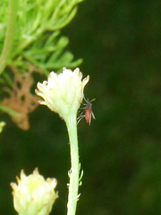Rhopalomyia tripleurospermi