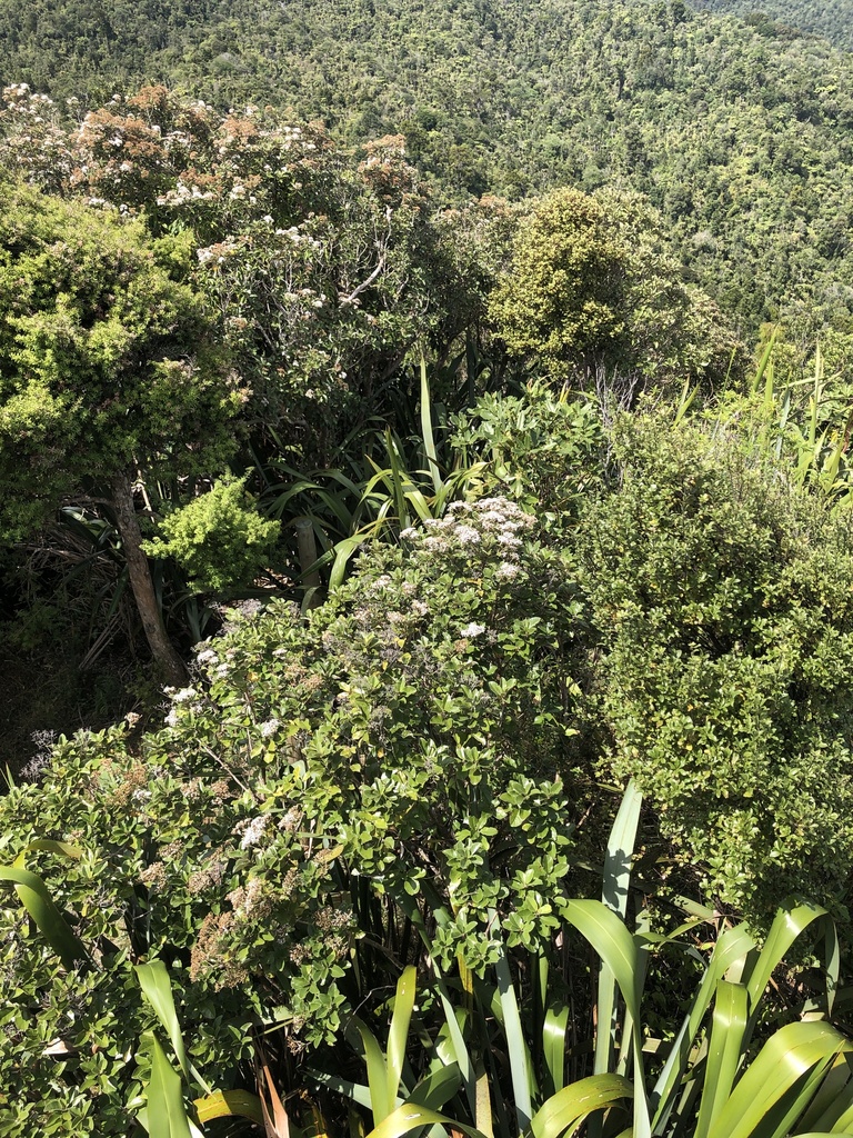 Akepiro from Waitakere Ranges Regional Parkland, Anawhata, Auckland, NZ ...