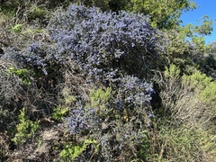 Ceanothus impressus