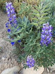 Lupinus