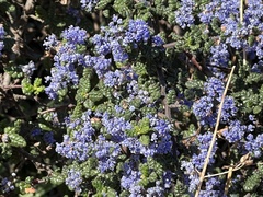 Ceanothus impressus